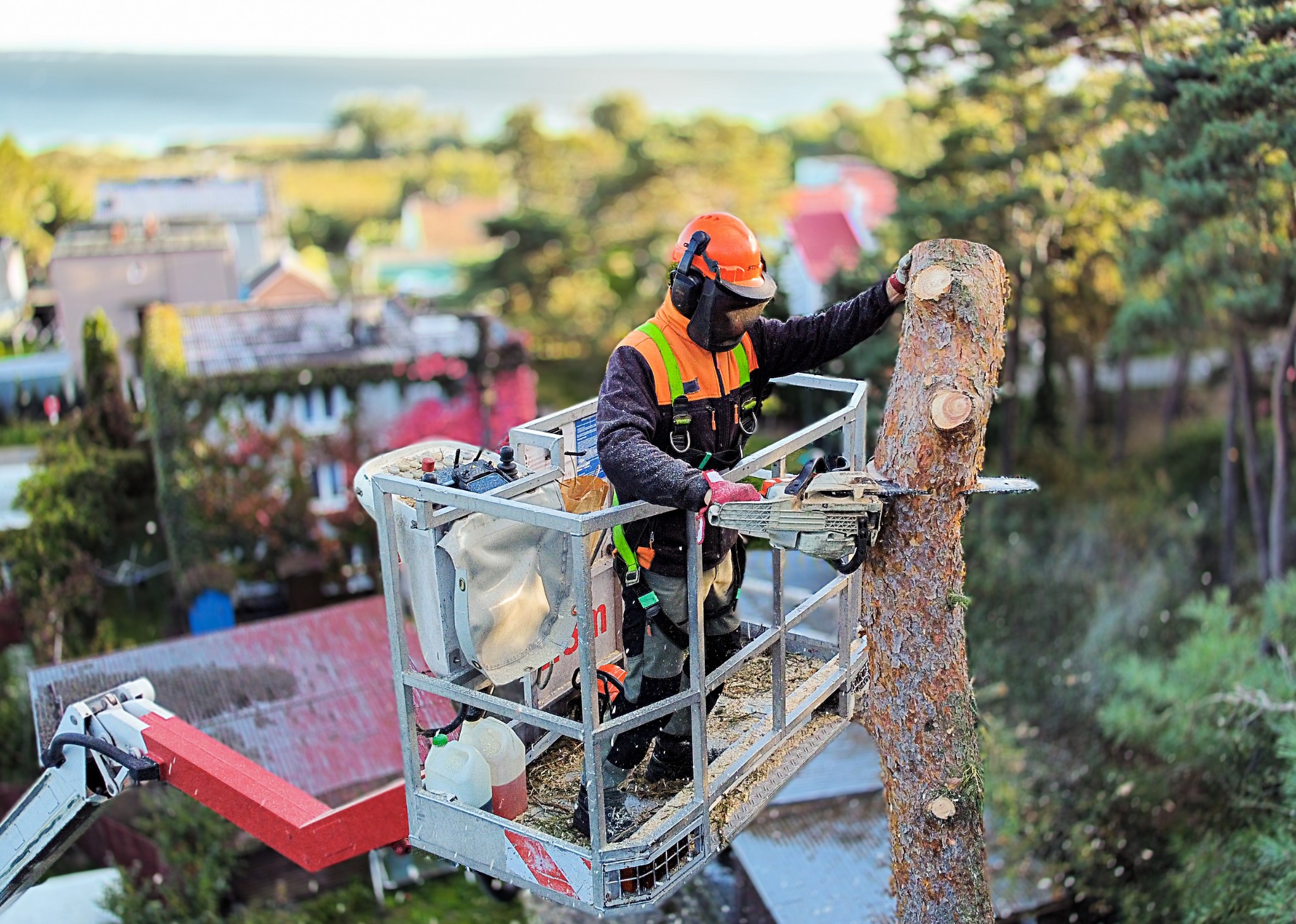 Wycinka drzew z podnośnika koszowego 28m