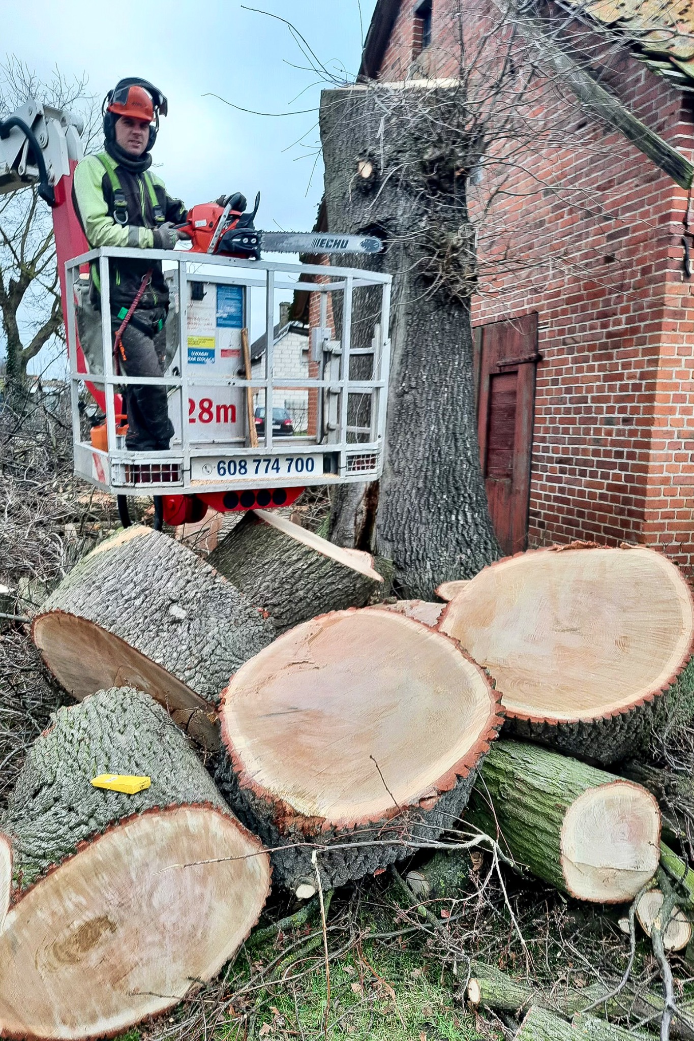 Pracownik w podnośniku koszowym z piłą spalinową tnie drzewo przy ceglanym budynku, na ziemi leżą pocięte pnie drzewa.
