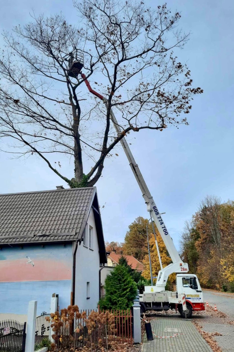 Wysięgnik kosza podnośnika hydraulicznego sięga korony drzewa rosnącego blisko domu z muralem mewy na ścianie, jesienne liście na gałęziach.