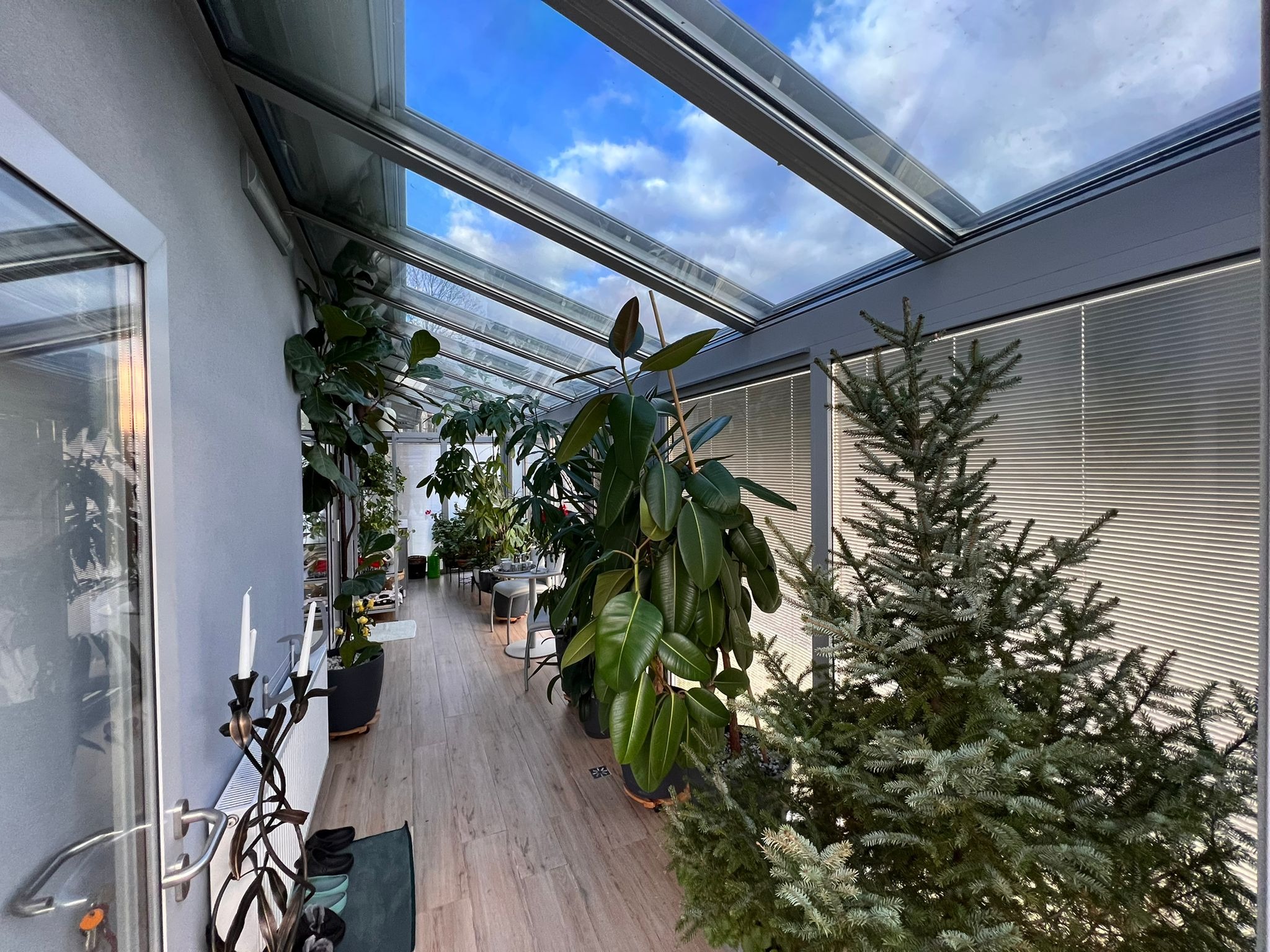 Szklany dach oranżerii z widokiem na błękitne niebo z chmurami, wnętrze wypełnione zielenią roślin doniczkowych, drewniana podłoga, dekoracyjny świecznik przy szarej ścianie.