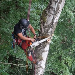 Wycinka drzew Komorowo 4