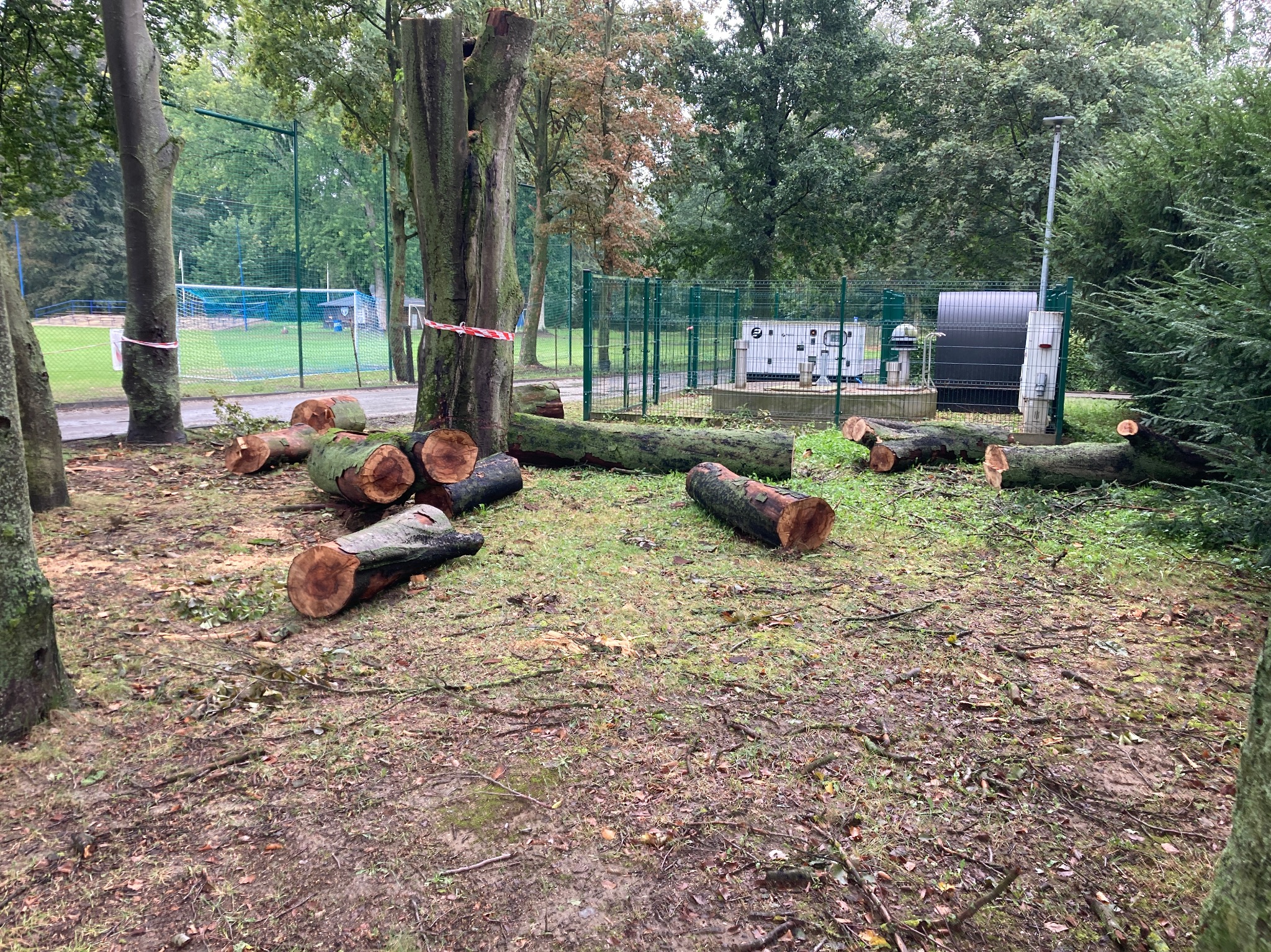 Ścięte pnie drzew leżące na ziemi w parku, w tle ogrodzenie i budynek techniczny, drzewo z taśmą ostrzegawczą