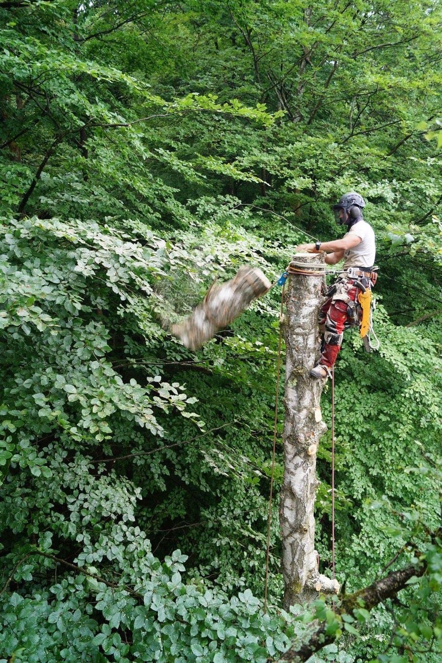 Arborysta w kasku i uprzęży, na pniu obciętego drzewa, zrzuca odcięty kawałek pnia w gęste listowie.