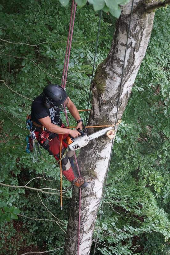 Arborysta w kasku i uprzęży, zawieszony na linie, tnie piłą spalinową gałąź brzozy na tle gęstego, zielonego listowia.