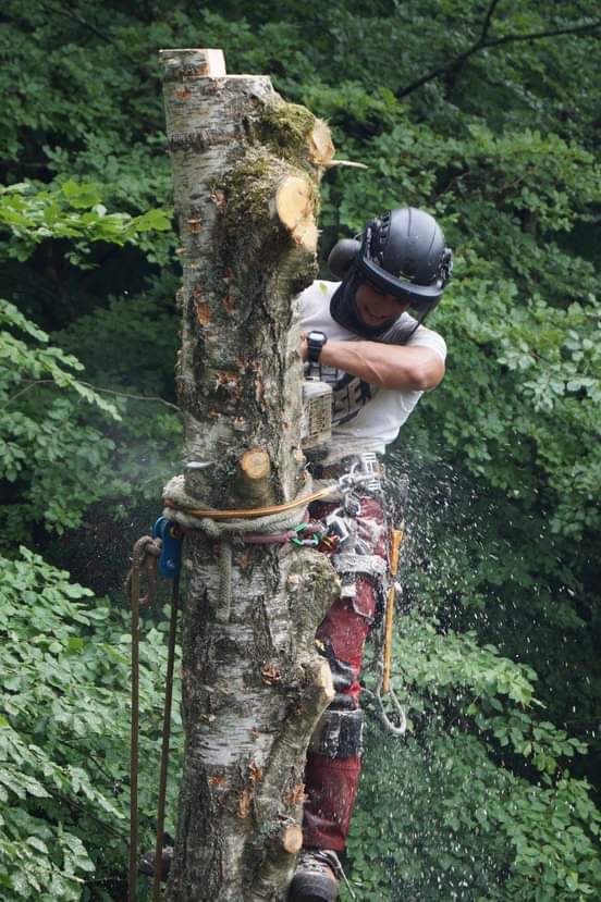Arborysta w kasku i kombinezonie, zabezpieczony linami, tnie piłą spalinową górną część pnia brzozy, w tle zielone drzewa liściaste.