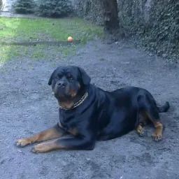 13 letnia suczka rasy Rottweiler