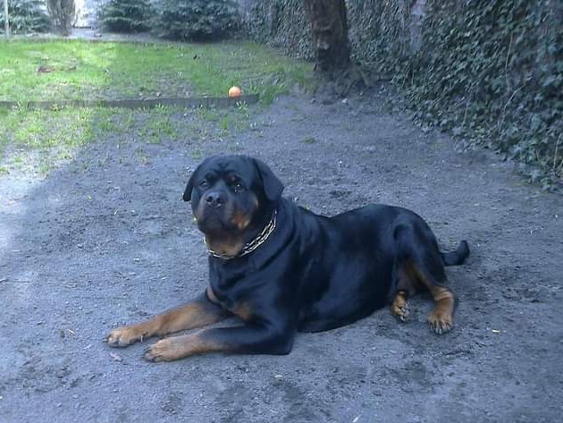 13 letnia suczka rasy Rottweiler