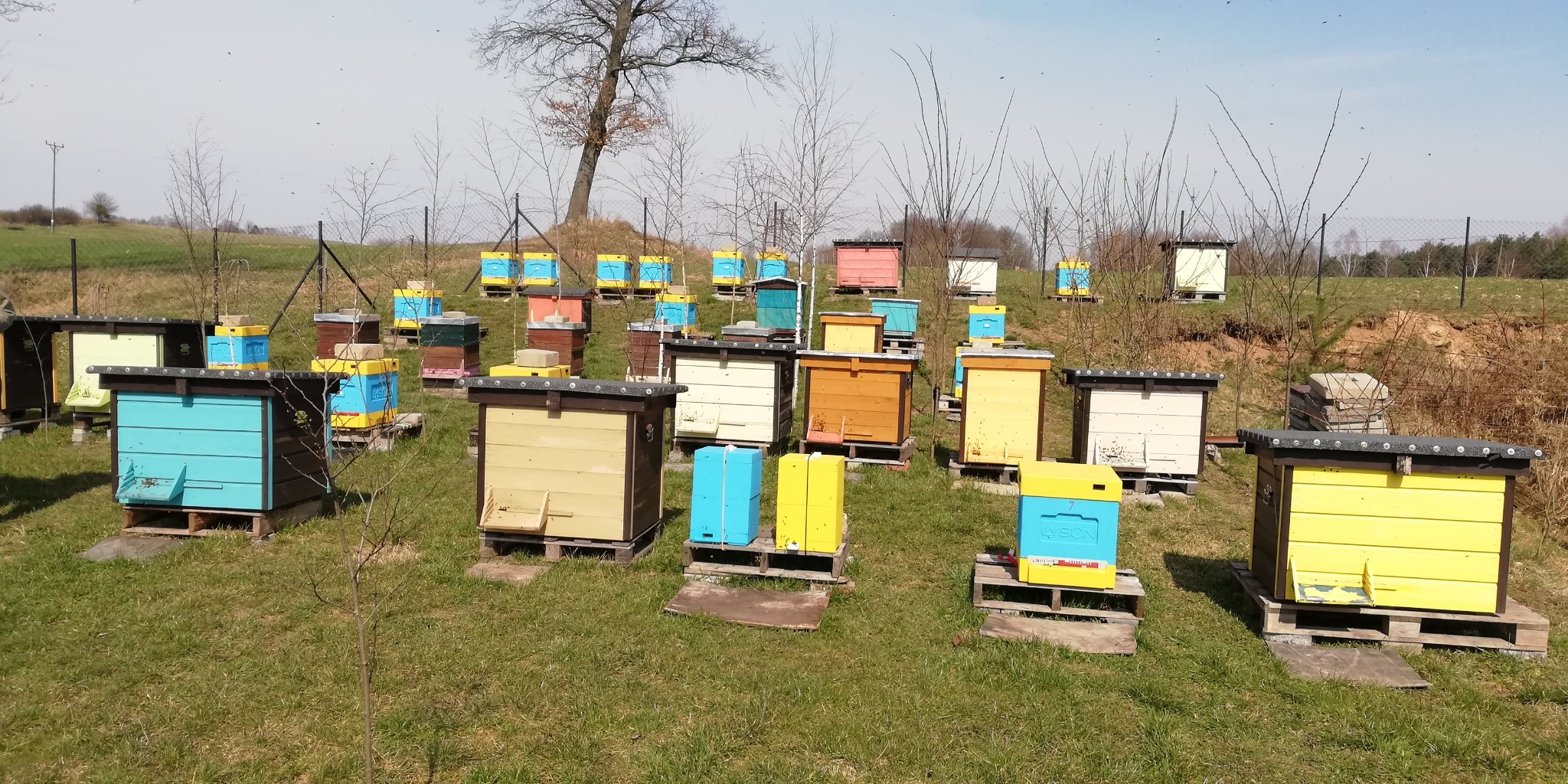 Ustawione na trawiastym wzgórzu kolorowe ule, niektóre z logo 'Łysoń', z rojami pszczół w powietrzu, na tle drzew bez liści i błękitnego nieba.