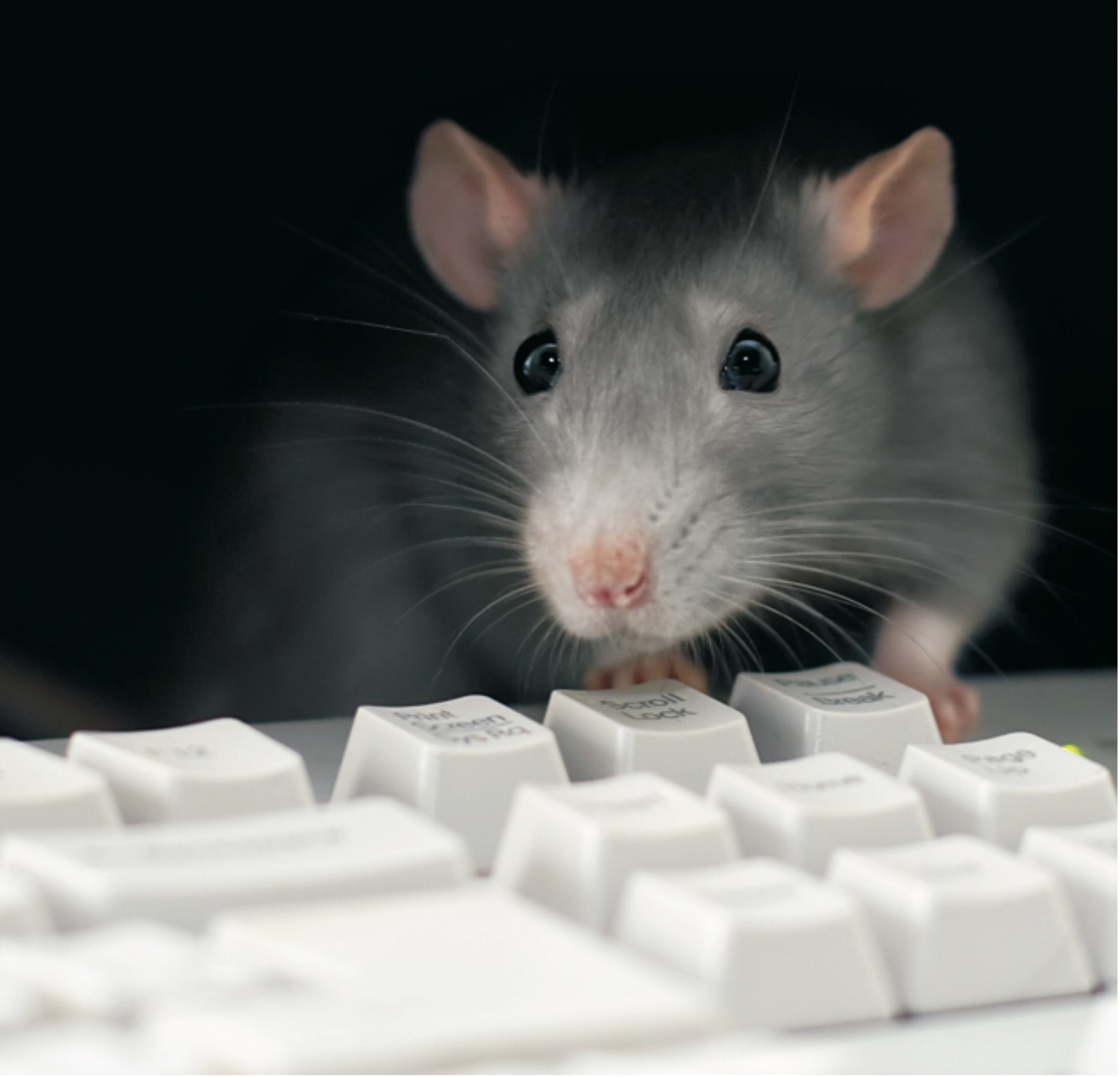 Szczur o szarym futrze i różowym nosie spogląda znad białej klawiatury komputerowej na ciemnym tle.