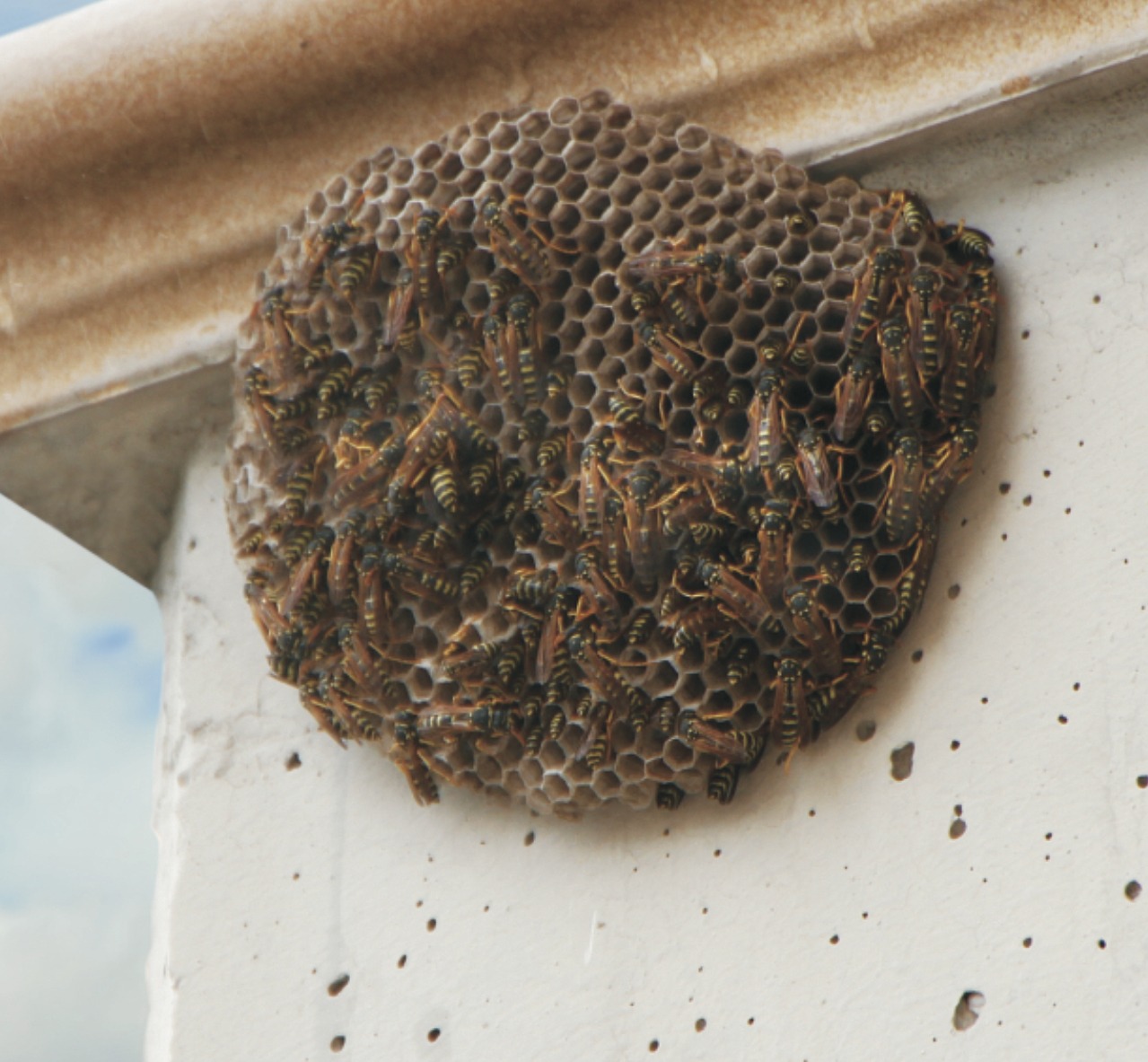 Gniazdo os przyczepione do rogu budynku, z widocznymi owadami na plastrach miodu.