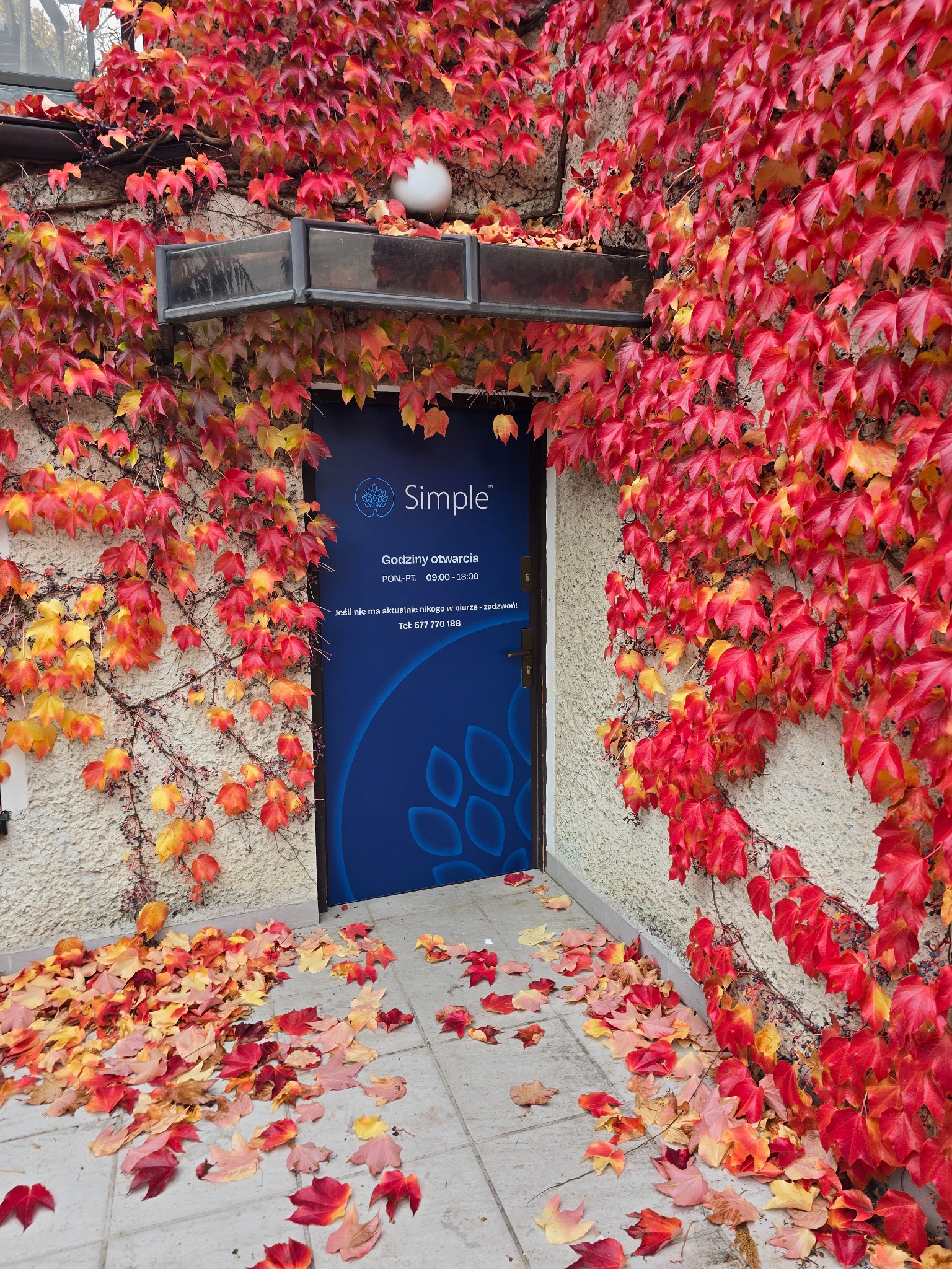 Wejście do biura w Warszawie, obrośnięte czerwieniejącym bluszczem jesienią, z logo 'Simple' na niebieskich drzwiach i opadłymi liśćmi na chodniku.
