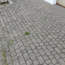 Wycinka drzew Poznań 4