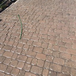 Wycinka drzew Poznań 2