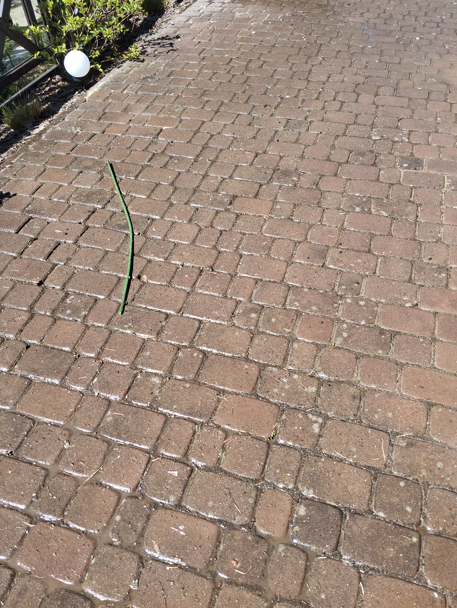 Mokry chodnik z kostki brukowej w Poznaniu, z pojedynczą zieloną gałązką leżącą na powierzchni. W tle widoczna zieleń i lampa ogrodowa.