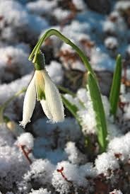 Delikatny, biały przebiśnieg wyłaniający się spod śniegu, z kroplami wody na płatkach, na tle brązowych liści i gałązek.