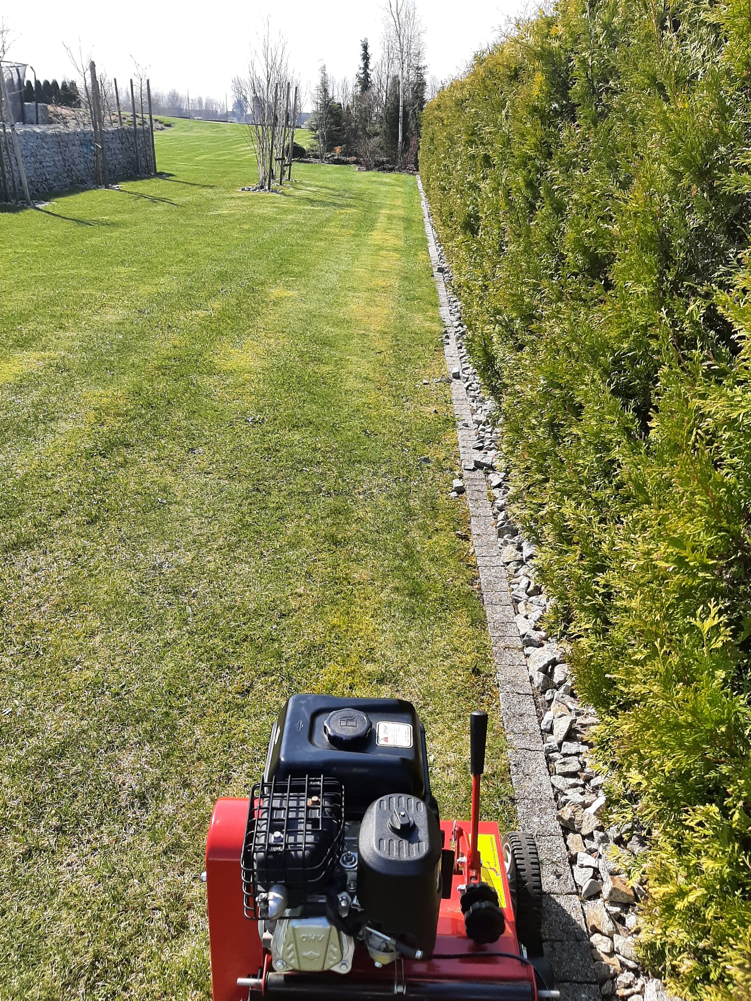 Czerwona wertykulator spalinowy na trawniku, ślad maszyny widoczny w kierunku żywopłotu, w tle drzewa i kamienny murek.
