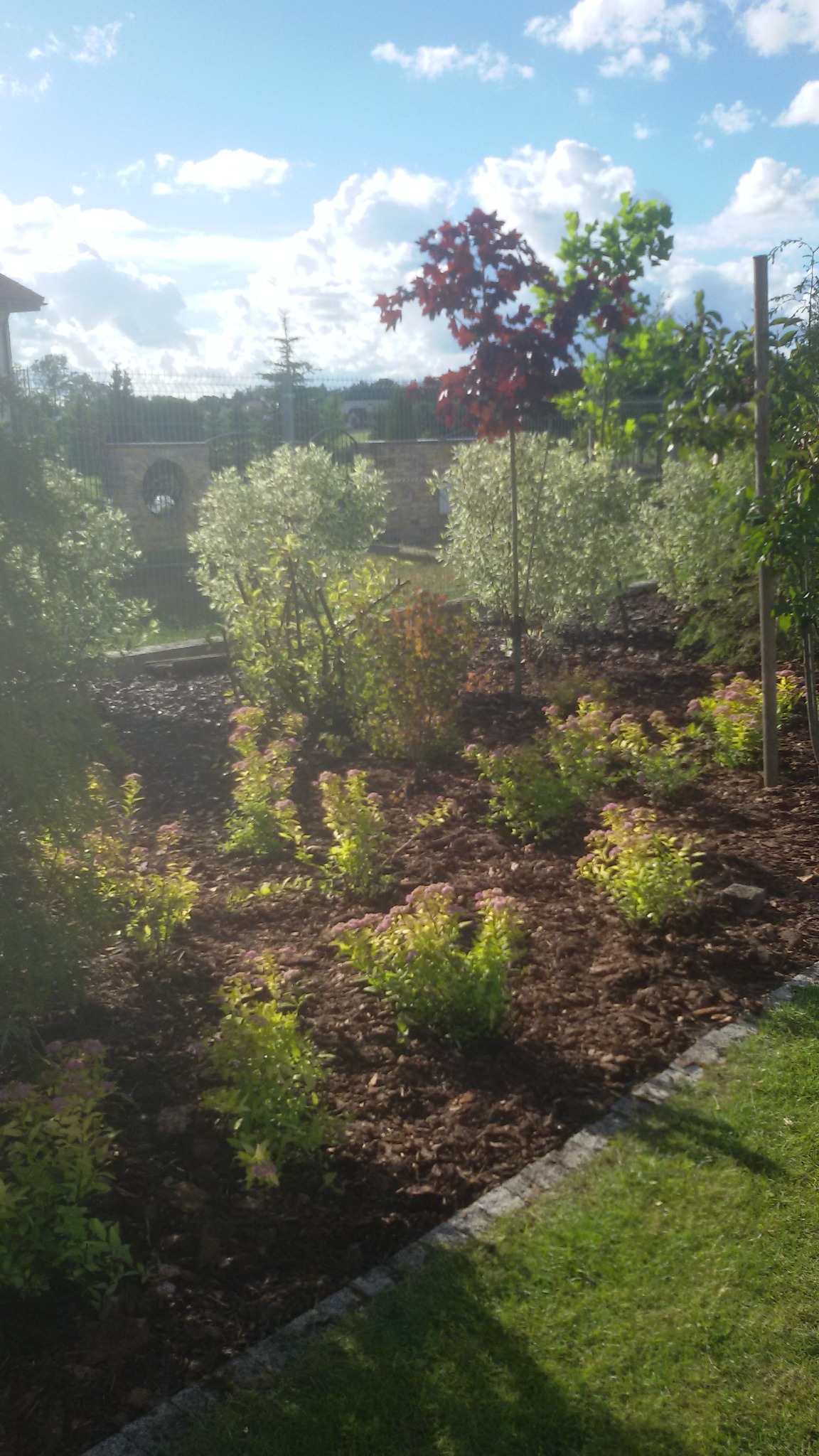 Świeżo założony ogród z rabatami wysypanymi korą, na których rosną młode krzewy i drzewka, widoczne ogrodzenie z cegły z okrągłymi otworami w tle, błękitne niebo z białymi chmurami.