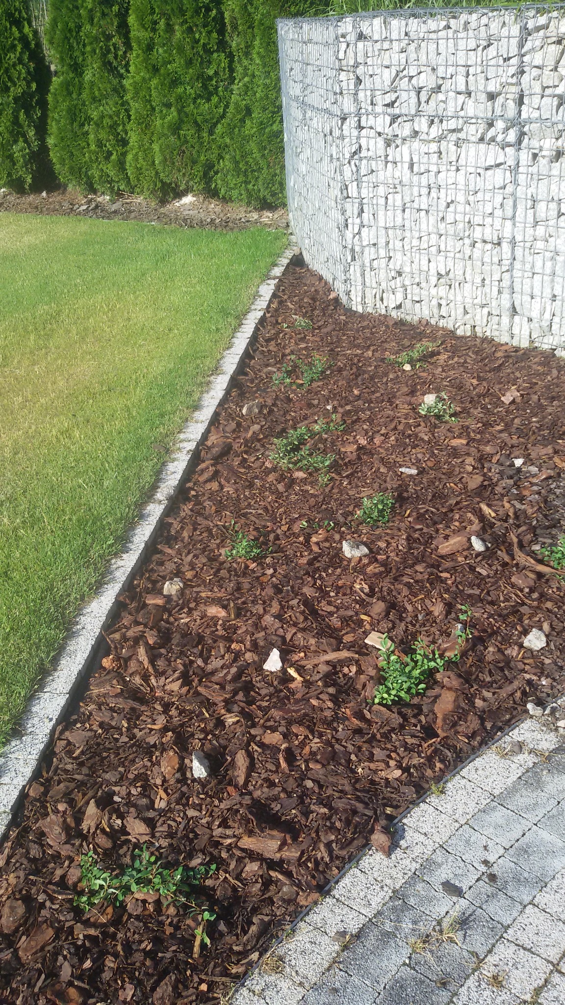 Rabata wysypana korą z młodymi sadzonkami, ograniczona obrzeżem z kostki i siatką gabionową wypełnioną białymi kamieniami, obok trawnik i tuje.