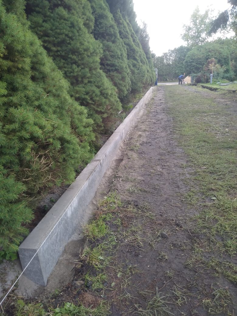 Ułożony betonowy obrzeże chodnika wzdłuż rzędu iglaków, widoczna linka wyznaczająca linię, w tle osoba pracująca w ogrodzie.