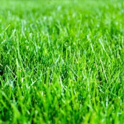 Gęsta, soczysta, zielona trawa w zbliżeniu, delikatnie oświetlona słońcem, ukazująca detale źdźbeł.