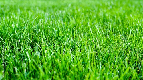 Gęsta, soczysta, zielona trawa w zbliżeniu, delikatnie oświetlona słońcem, ukazująca detale źdźbeł.