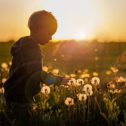 Cezary Gąsiorowski Fotografia - Chłopiec w podświetlonym słońcem polu dmuchawców, delikatnie dotykający kwiatu, z zachodem słońca w tle.