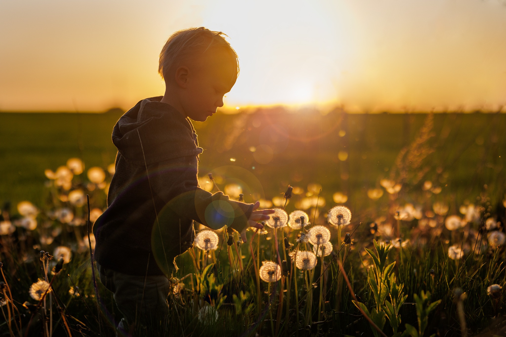 Chłopiec w podświetlonym słońcem polu dmuchawców, delikatnie dotykający kwiatu, z zachodem słońca w tle.