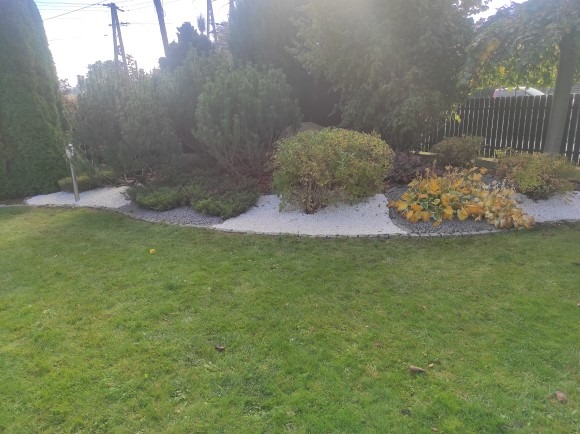 Kształtny ogród z zielonym trawnikiem, ozdobnym obramowaniem z jasnego żwiru i różnorodnymi krzewami, w tym iglakami i liściastymi, częściowo przebarwionymi roślinami.