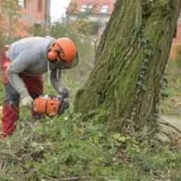 Pracownik w kasku i ochraniaczach słuchu tnie grubą gałąź drzewa piłą spalinową. Wokół leżą ścięte gałęzie i liście. W tle budynek mieszkalny.
