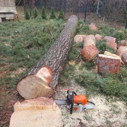BUXUS Wiktor Skotarczak - Ścięte drzewo iglaste z pomarańczową piłą Stihl na ziemi, otoczone gałęziami, pniakami i trocinami. W tle budynek i ogrodzenie.