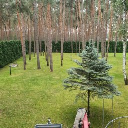 BUXUS Wiktor Skotarczak - Rozległy, zadbany ogród z równo przystrzyżonym trawnikiem, młodym świerkiem i rzędem wysokich sosen. W tle żywopłot z tuj i widoczny fragment przyczepy.
