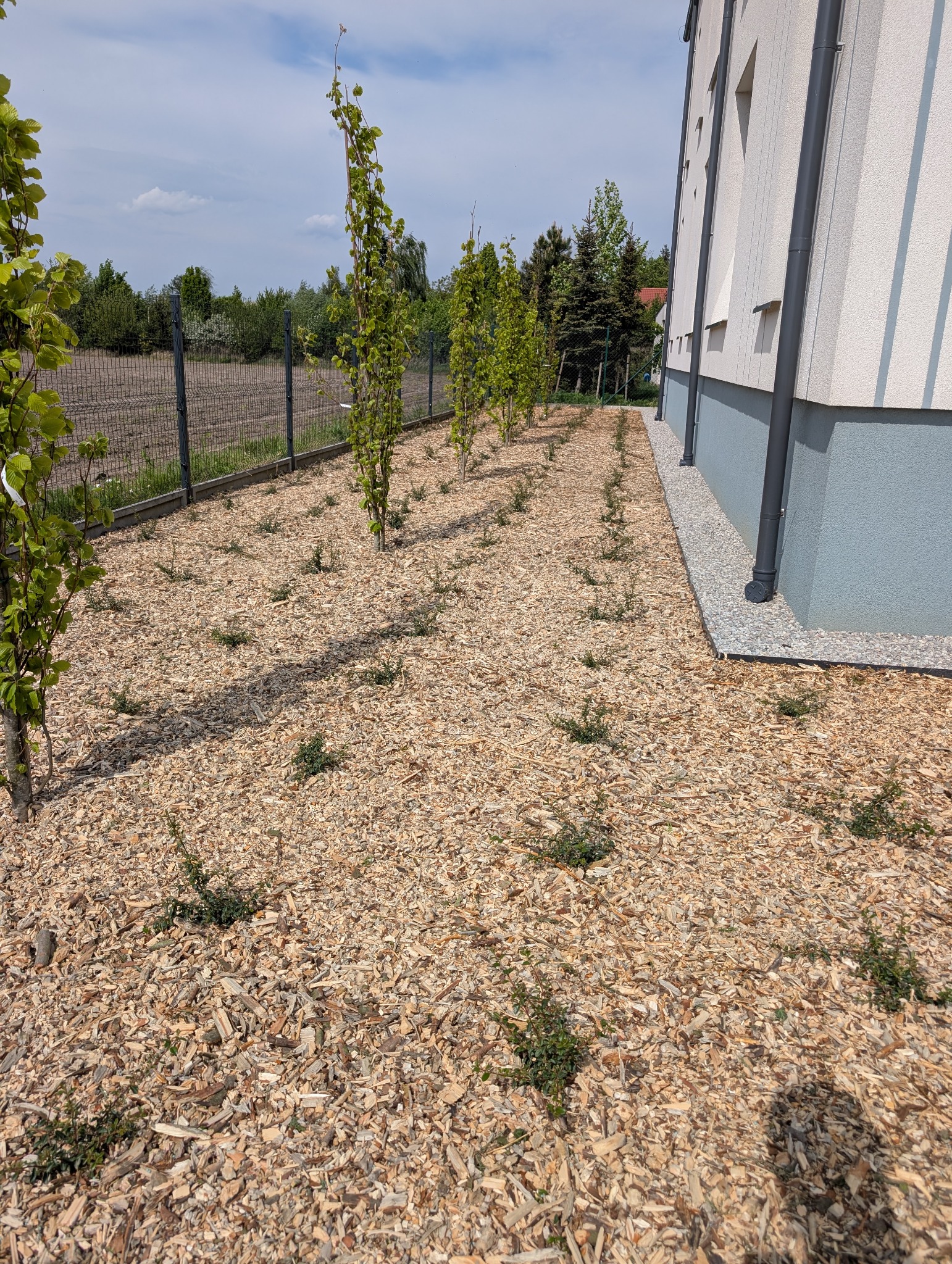 Młode drzewka posadzone w rzędach, wysypane korą, obok budynku z szarymi rynnami. Tło: siatka ogrodzeniowa i zieleń.
