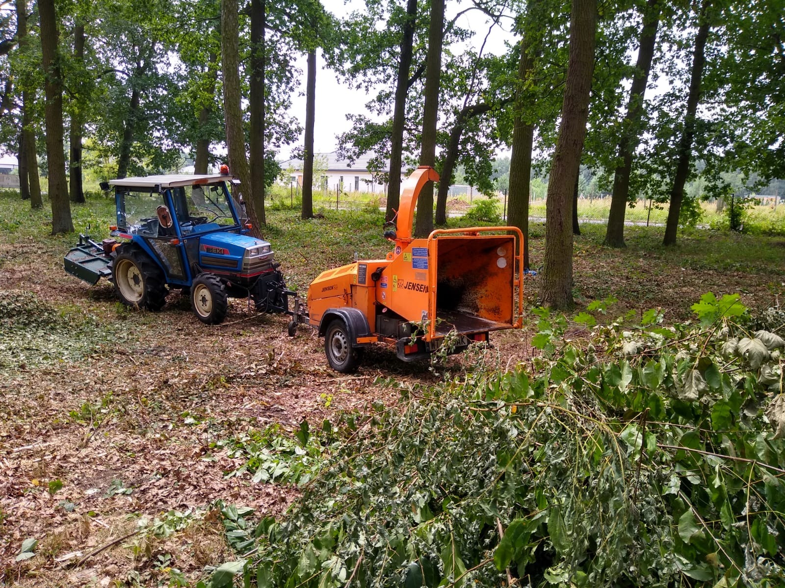 Niebieski traktor z przyczepionym pomarańczowym rębakiem do gałęzi na terenie z drzewami i gałęziami. Operator siedzi w traktorze. Jensen HT 6AK