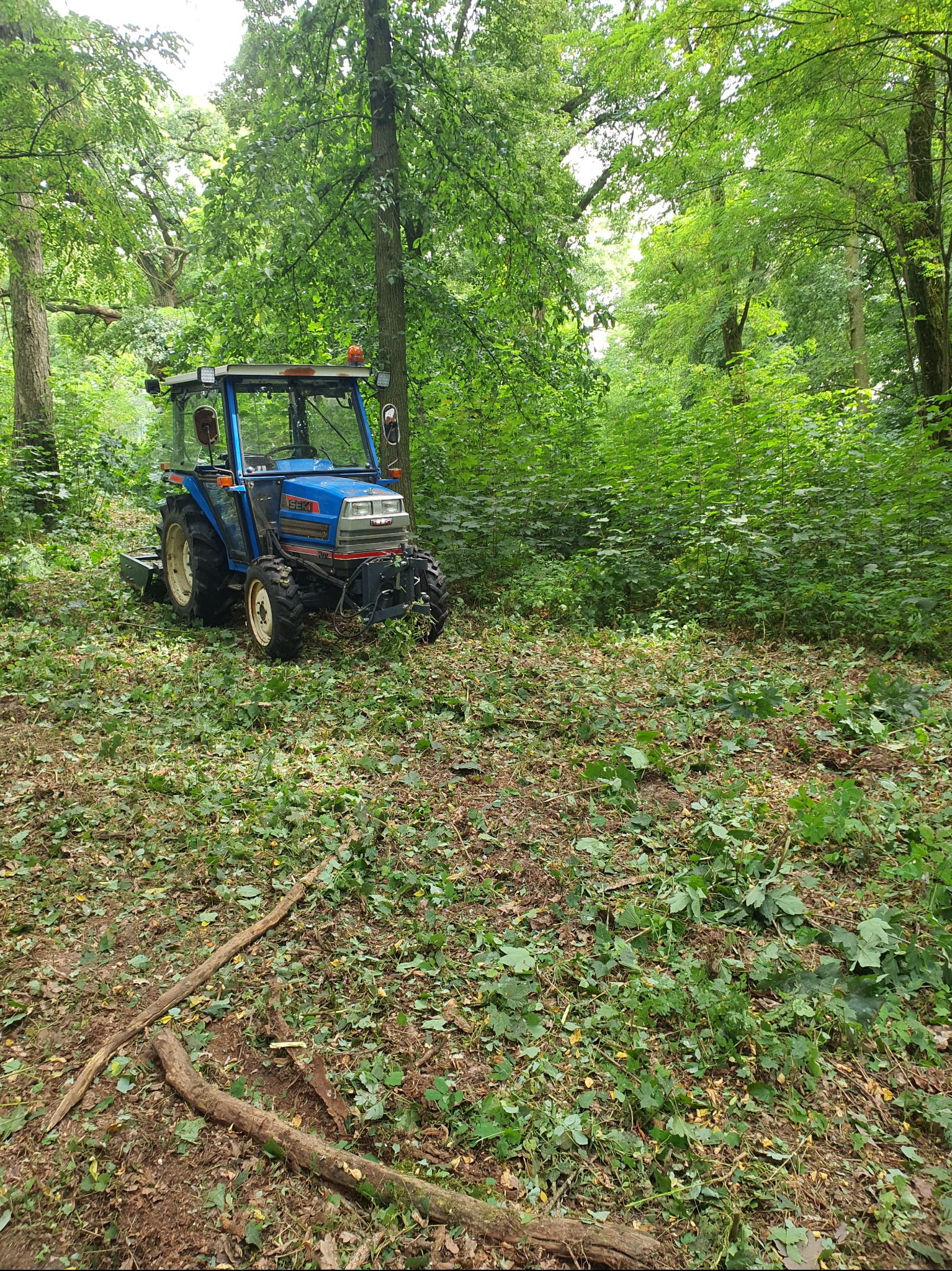 Niebieski traktor w lesie po wycince, z widocznymi śladami cięcia na ściółce leśnej. Maszyna stoi na tle drzew i krzewów, sugerując prace porządkowe w terenie zalesionym.