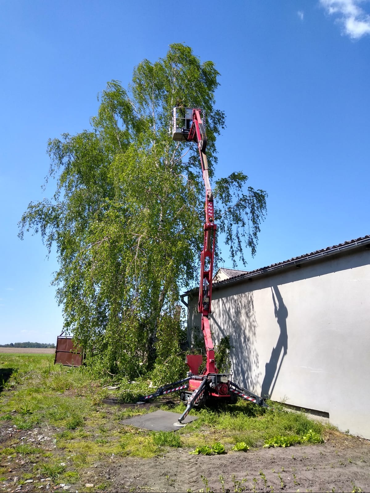 Czerwony podnośnik koszowy przy brzozie, świeżo przycięte gałęzie na trawie, budynek w tle. Błękitne niebo, słoneczny dzień.