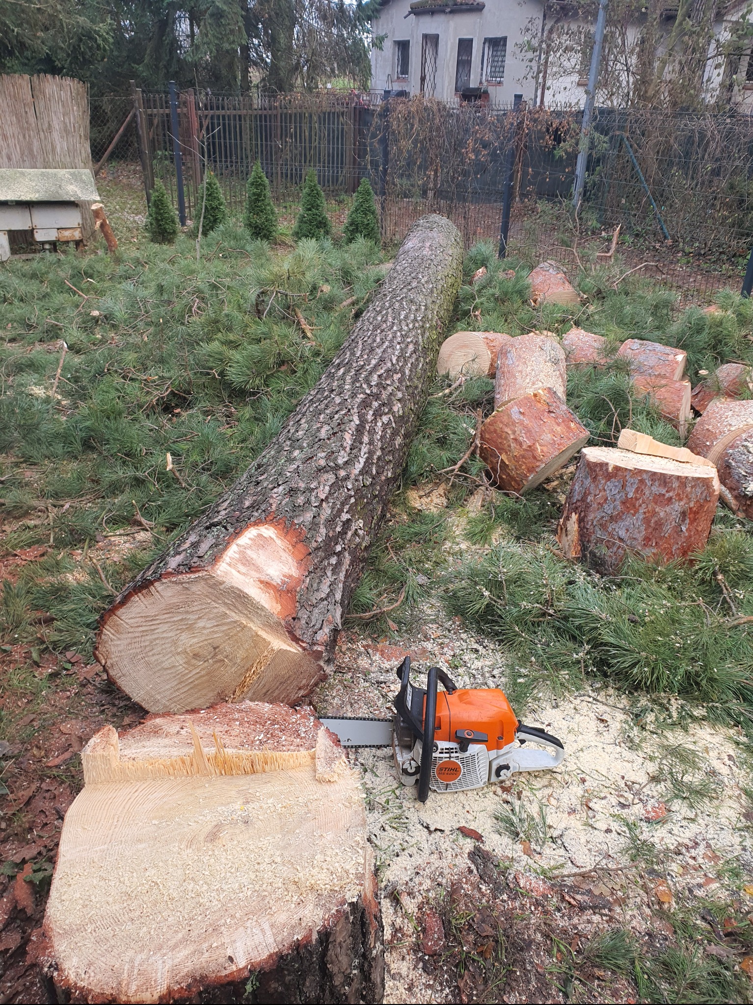 Ścięte drzewo iglaste z pomarańczową piłą Stihl na ziemi, otoczone gałęziami, pniakami i trocinami. W tle budynek i ogrodzenie.