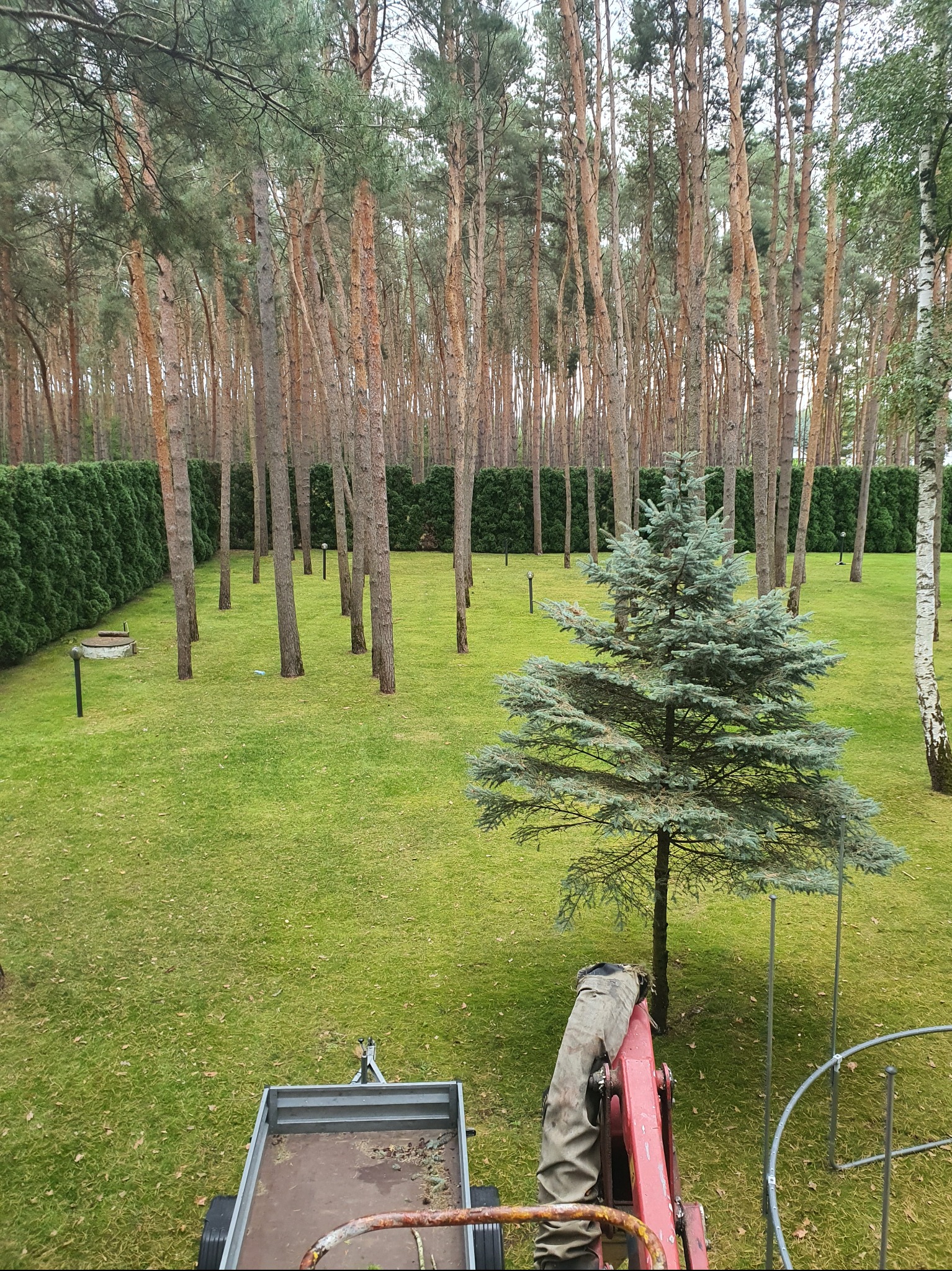 Rozległy, zadbany ogród z równo przystrzyżonym trawnikiem, młodym świerkiem i rzędem wysokich sosen. W tle żywopłot z tuj i widoczny fragment przyczepy.