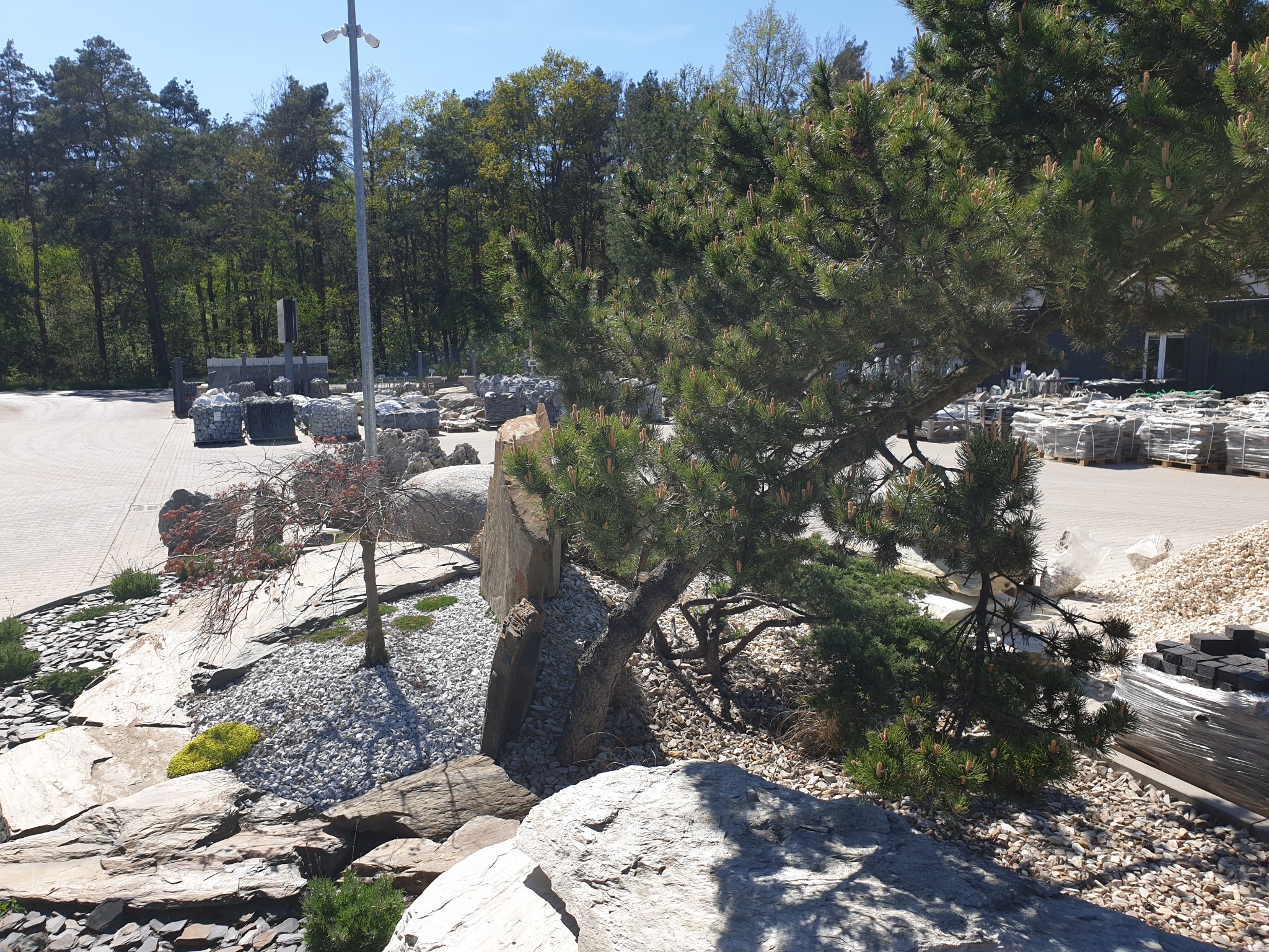 Ekspozycja ogrodu skalnego z różnorodnymi kamieniami, ozdobnymi roślinami iglastymi i drzewami liściastymi w tle, prezentująca materiały do aranżacji przestrzeni.