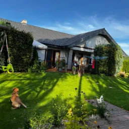 Zadbany trawnik przed domem jednorodzinnym z tujami, huśtawką i psem rasy labrador w promieniach popołudniowego słońca.