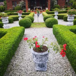 Formalny ogród z równo przyciętymi żywopłotami, żwirowymi ścieżkami i ozdobnymi donicami z czerwonymi kwiatami, prowadzący do ceglanego domu z białymi różami.