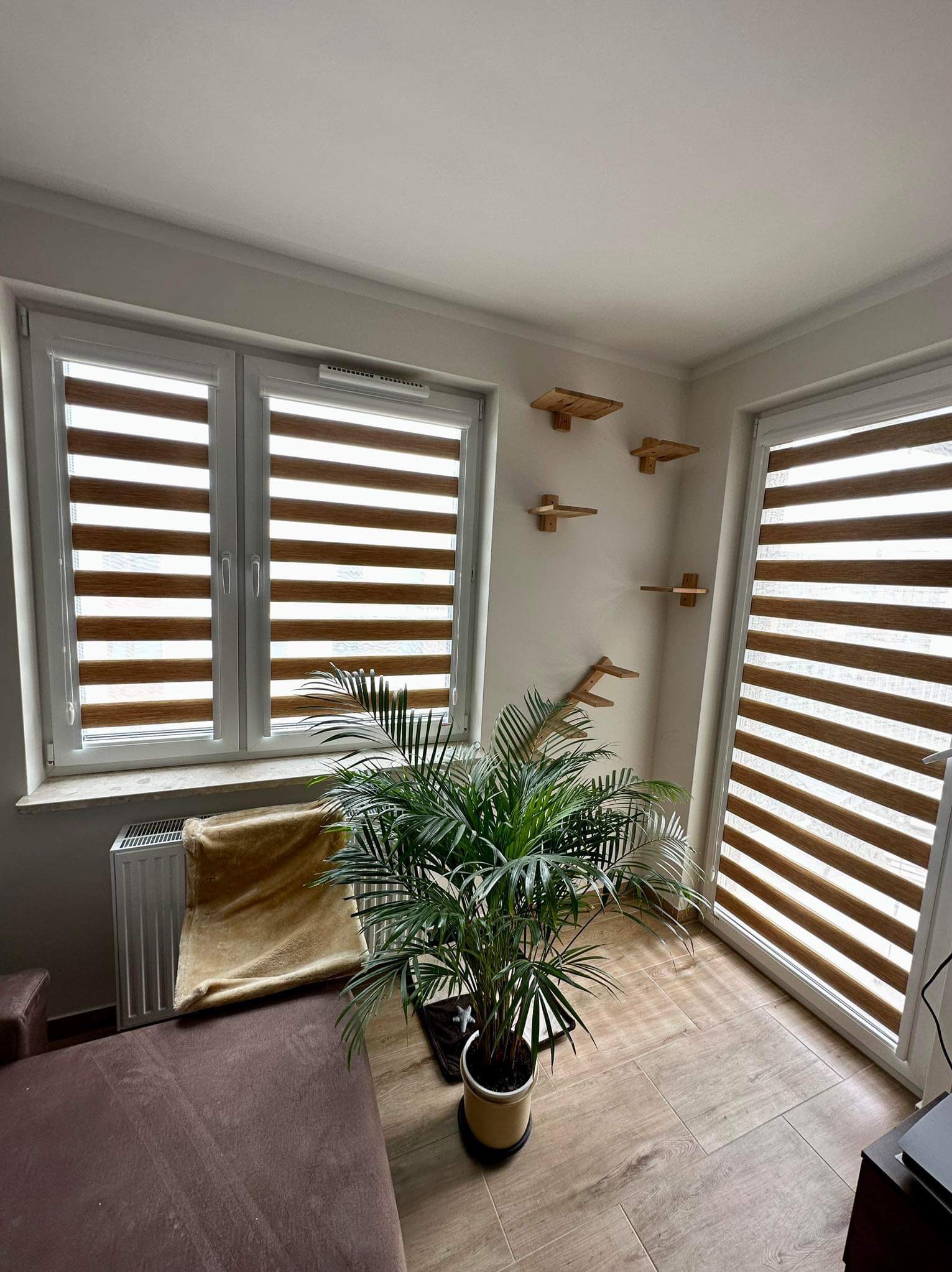 Dwukolorowe rolety w oknach, z rośliną doniczkową i drapakiem dla kota na ścianie w tle.