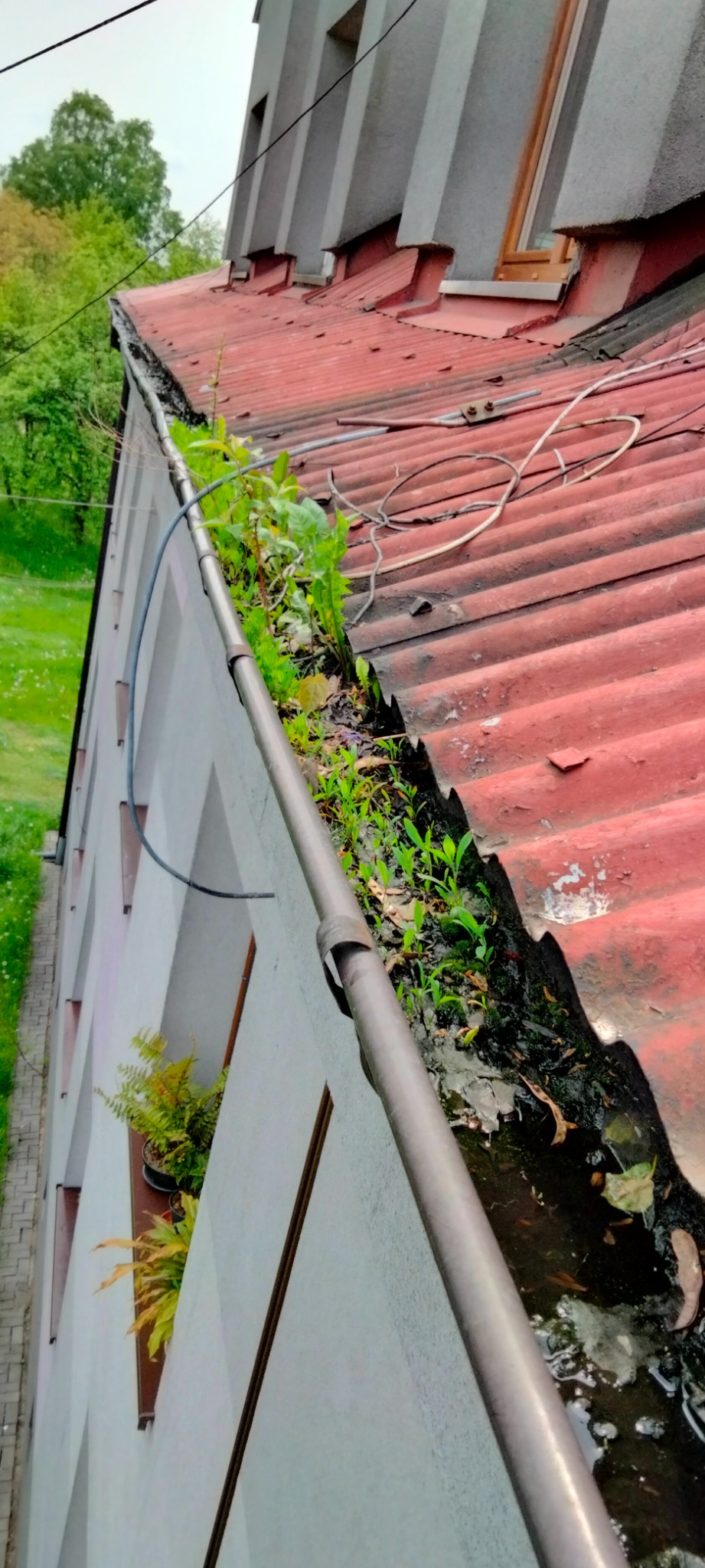 Zarośnięta rynna na dachu budynku z czerwonej blachy falistej, widoczne rośliny i zalegający brud, w tle zieleń drzew.
