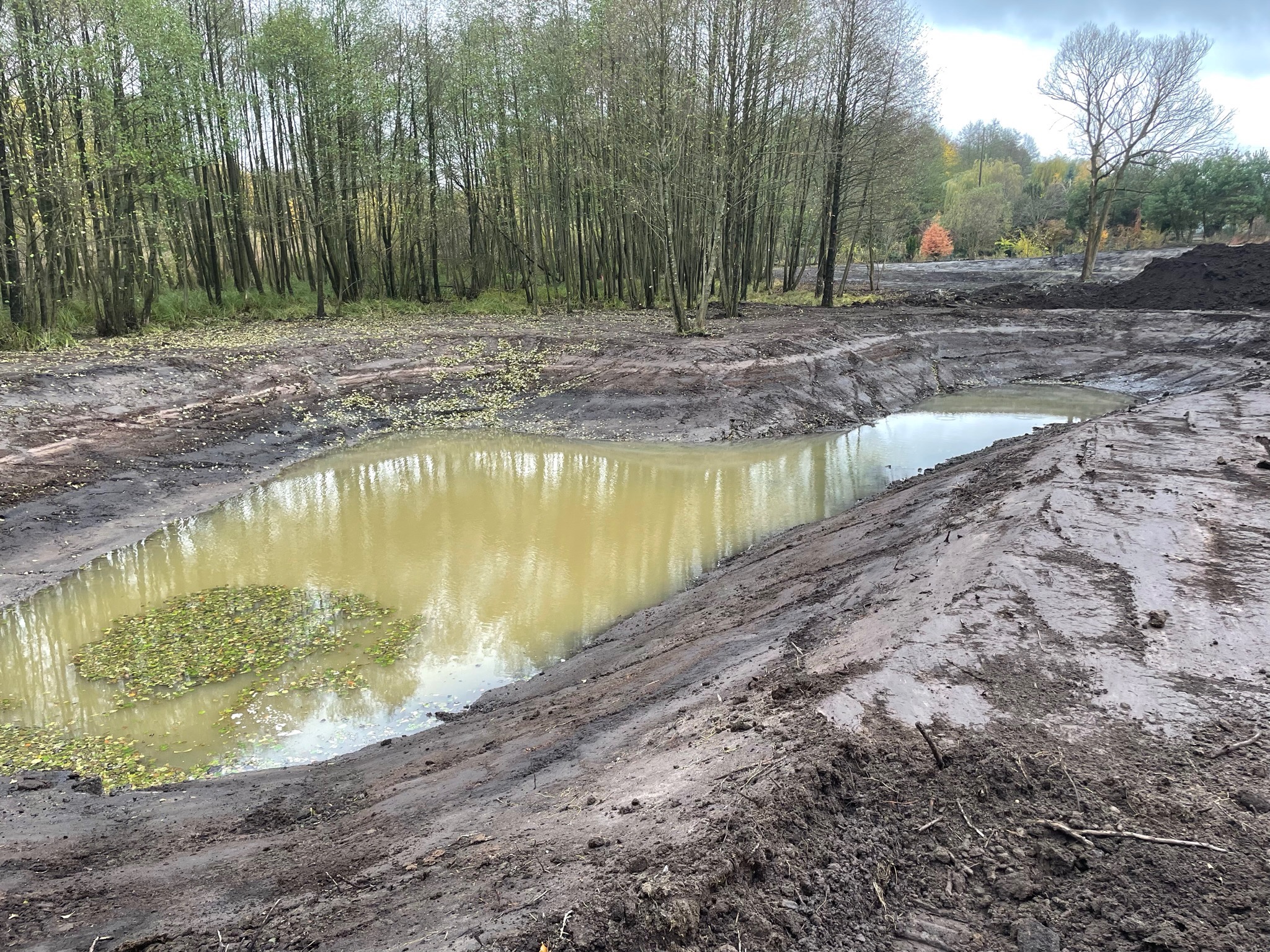 Nowo wykopany staw wypełniony wodą, z liśćmi na powierzchni, otoczony brzegiem z ciemnej ziemi i lasem w tle.