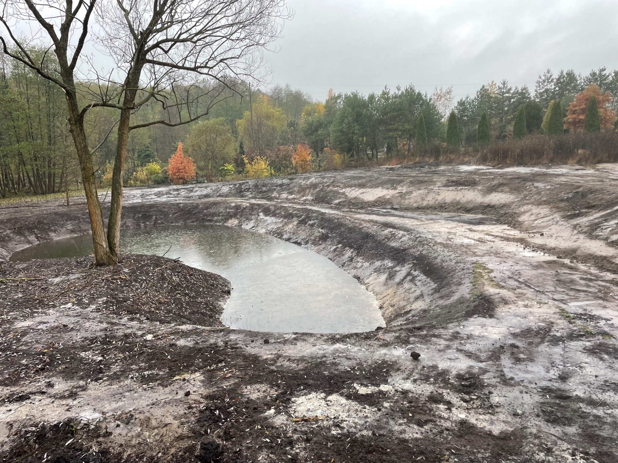 Wykopany staw w trakcie napełniania wodą, z drzewem na brzegu i widocznym brzegiem wykopu, w tle las jesienny pod pochmurnym niebem.