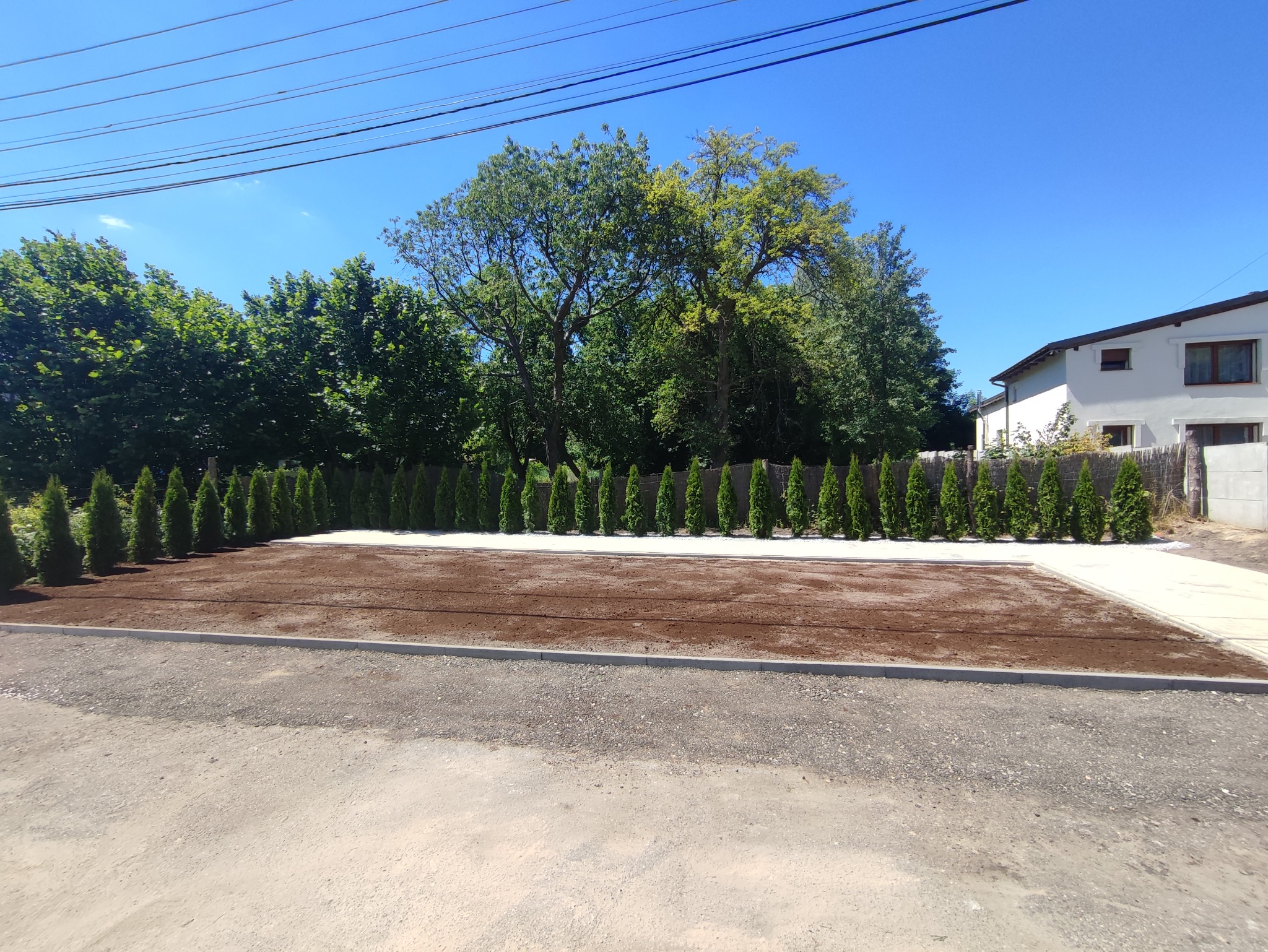 Przygotowany teren pod trawnik z rolki, widoczne wyrównane podłoże, obrzeża z kostki betonowej i rząd posadzonych tuj, w tle dom i drzewa.