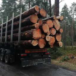 Ciężarówka załadowana świeżo ściętymi kłodami drewna z pomarańczowymi oznaczeniami na tle zalesionego terenu i błotnistej drogi.