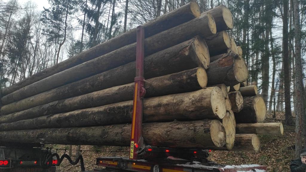 Stos okrąglaków drzewnych załadowany na przyczepie samochodu ciężarowego, widok z boku, w tle las bezlistny.