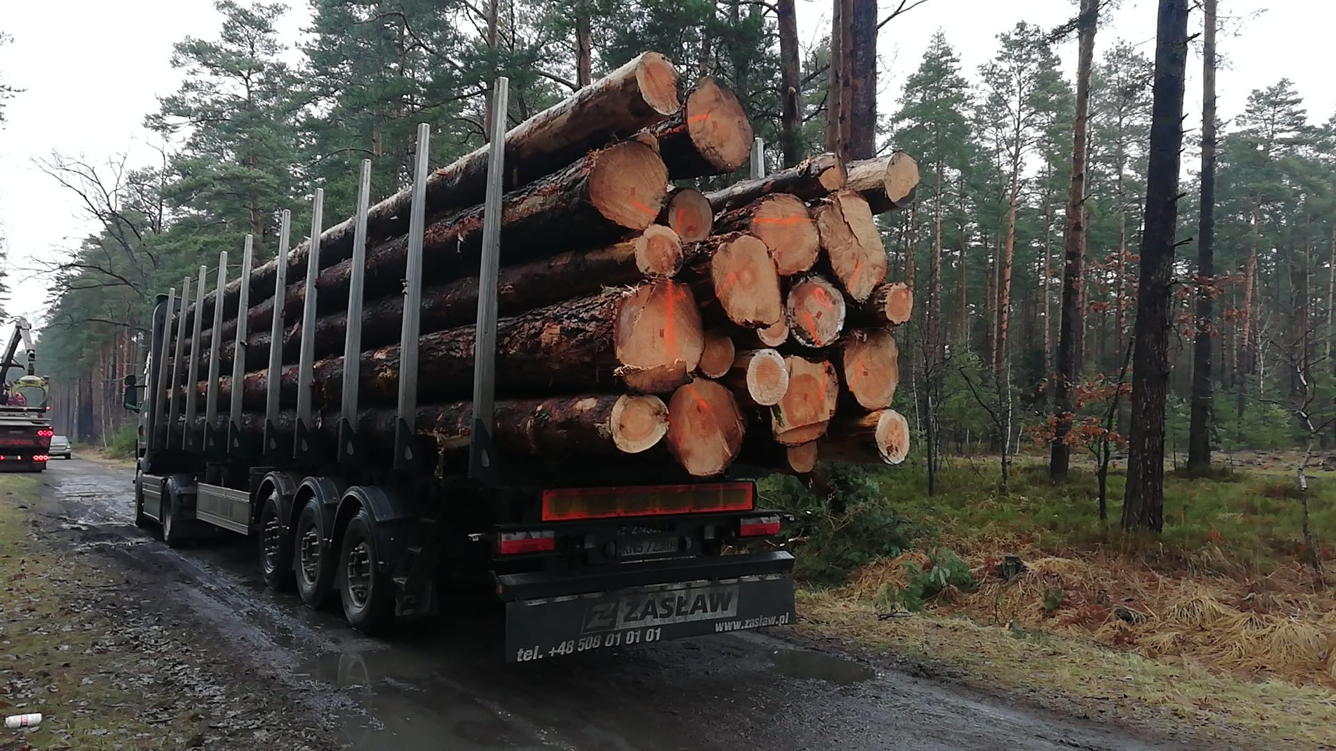 Ciężarówka załadowana świeżo ściętymi kłodami drewna z pomarańczowymi oznaczeniami na tle zalesionego terenu i błotnistej drogi.