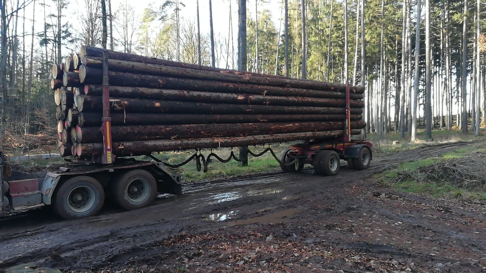 Ciężarówka z przyczepą przewozi stosy okrąglaków po błotnistej leśnej drodze, w tle wysokie drzewa.