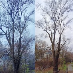 Pielęgnacja drzewa, zdjęcie przed i po